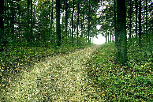 forest path opening into the distance