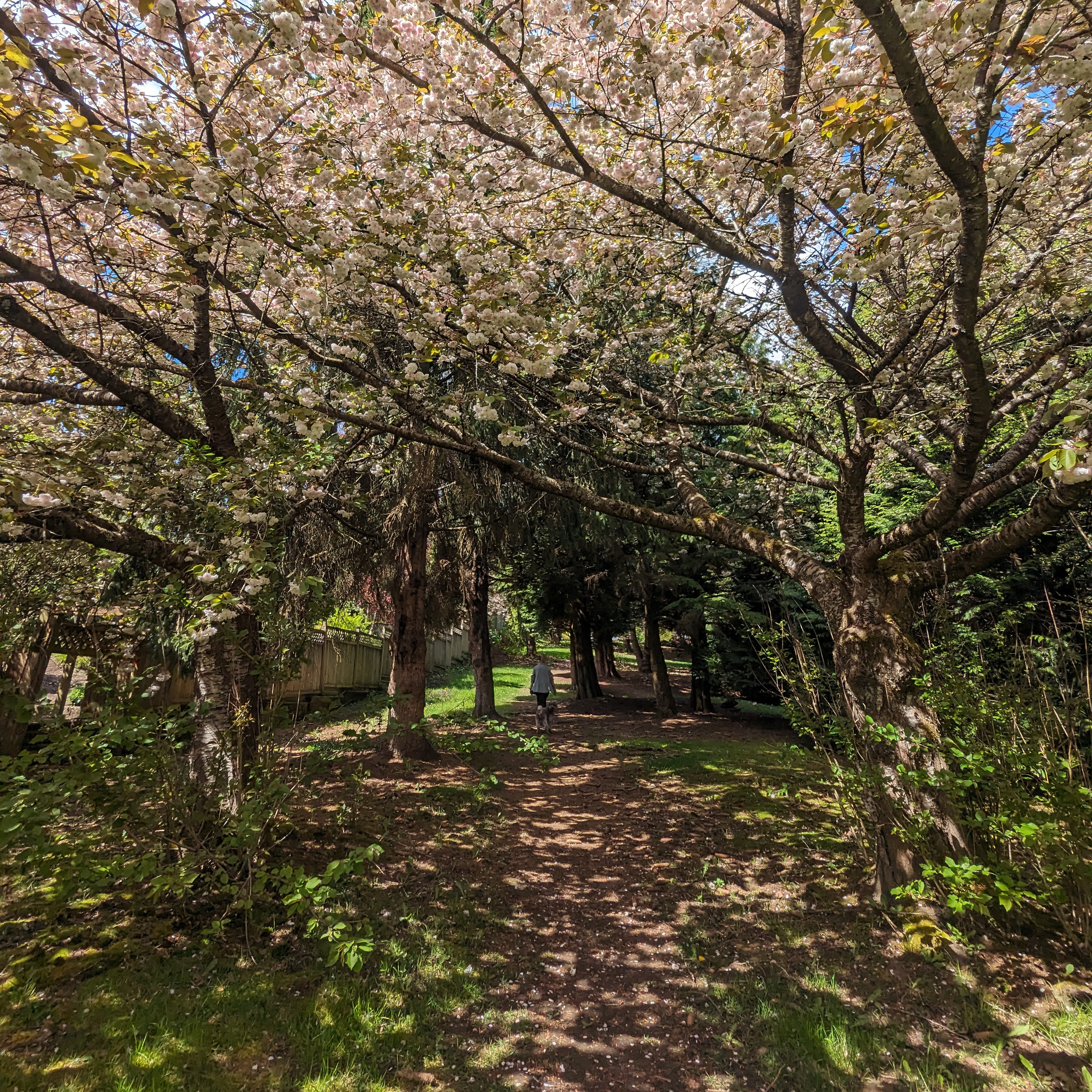 A tree lined path with pink blossoms in bloom
